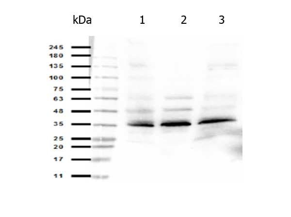 TMEM142A / ORAI1 Antibody
