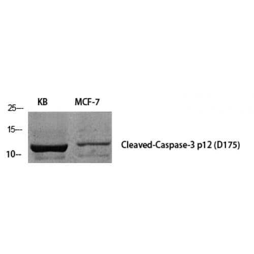 CASP3 / Caspase 3 Antibody (130-210 aa, Internal)