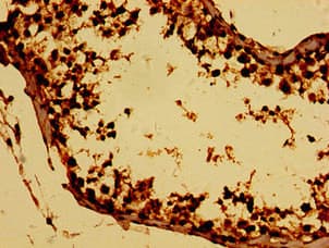 BTG4 Antibody