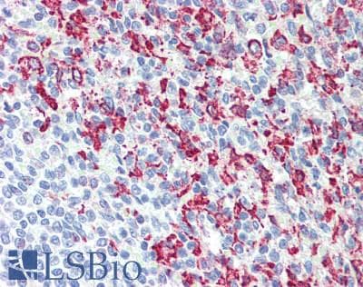 IHC-plus™ CD163 Antibody