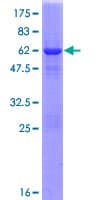 Human PITPNA Protein (Recombinant GST)