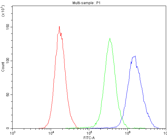 NFIA / Nuclear Factor 1 Antibody
