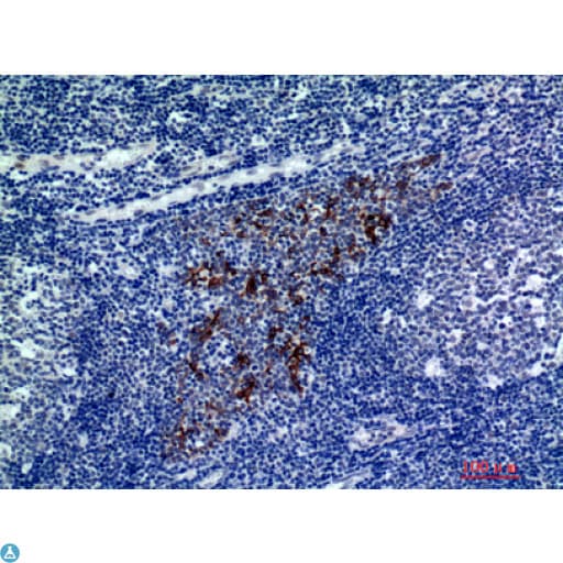 CMTM8 Antibody