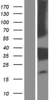 LILRA5 Protein (Over-Expression Lysate Myc-DDK (Flag))