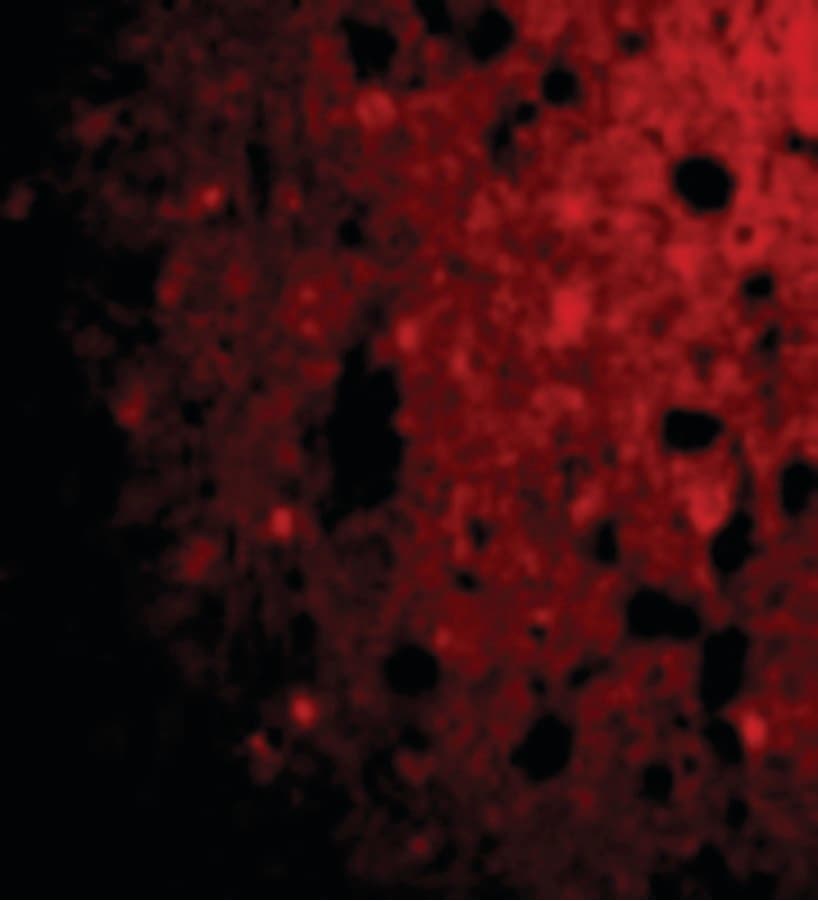 Polyclonal Rabbit anti-Human CRMP1 Antibody (IHC, IF, WB)