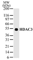 IHC-plus™ HDAC3 Antibody (aa2-17)