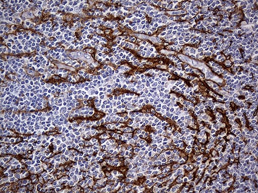 FAM151B Antibody (clone OTI1F5)