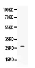 VEGFA / VEGF Antibody