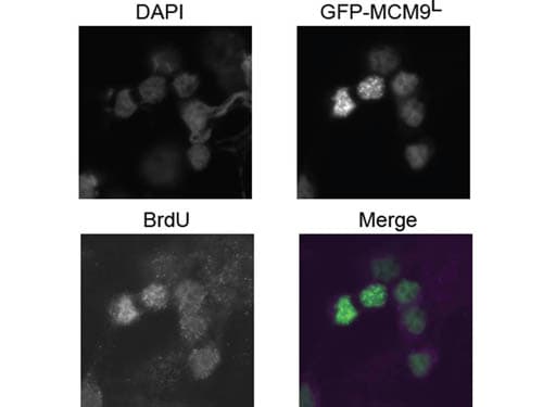 BrdU Antibody