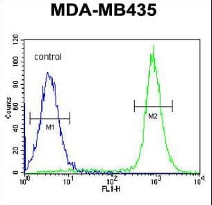 Polyclonal Rabbit anti-Human IBTK Antibody (aa586-613, IHC, WB)