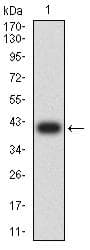 IHC-plus™ LILRB2 / ILT4 Antibody (clone 2G7E11)