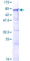 Human RBPJ Protein (Recombinant GST)