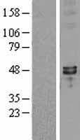 Human SYT7 / Synaptotagmin 7 Protein (Over-Expression Lysate Myc-DDK (Flag))