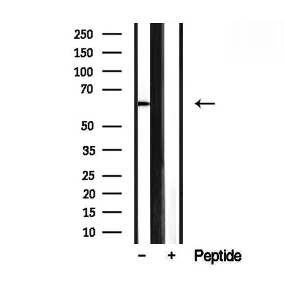 SMOX / PAO Antibody