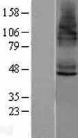 STEAP4 Protein (Over-Expression Lysate Myc-DDK (Flag))