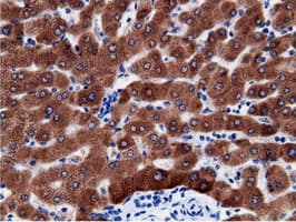 Monoclonal Mouse anti-Human CD80 Antibody (clone OTI2E5, IHC, IF, WB)
