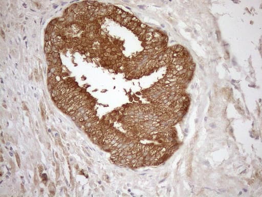 Monoclonal Mouse anti-Human NGDN Antibody (clone OTI1H4, IHC, WB)