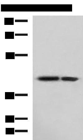 ATP6V1C1 Antibody