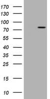 RASGRP3 / GRP3 Antibody (aa380-690, clone OTI5D2)
