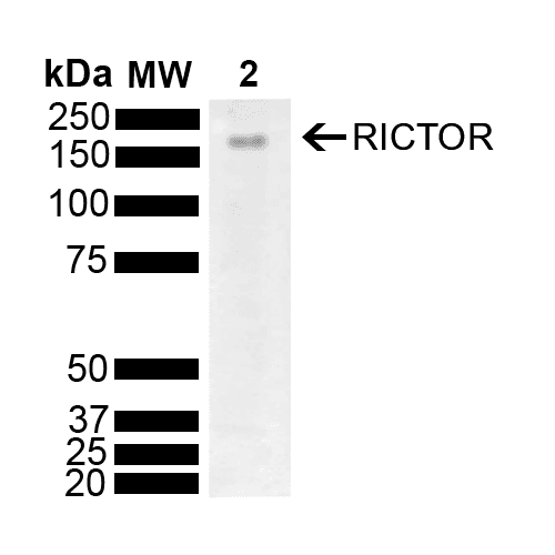 RICTOR Antibody (Atto 680)
