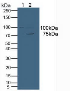 VAV3 Antibody (aa183-380, APC)