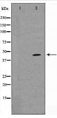 MAPK14 / p38 Antibody