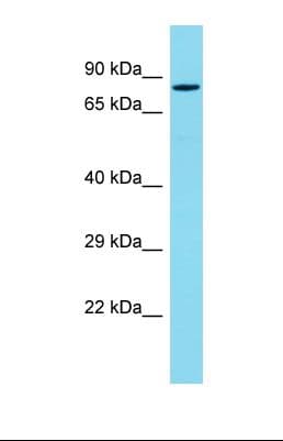 PDZD4 Antibody (aa671-720)