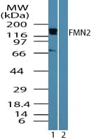 FMN2 / Formin 2 Antibody (aa657-674)
