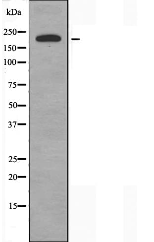 LAMA4 / Laminin Alpha 4 Antibody