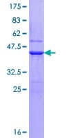Human UBE2D4 Protein (Recombinant GST)
