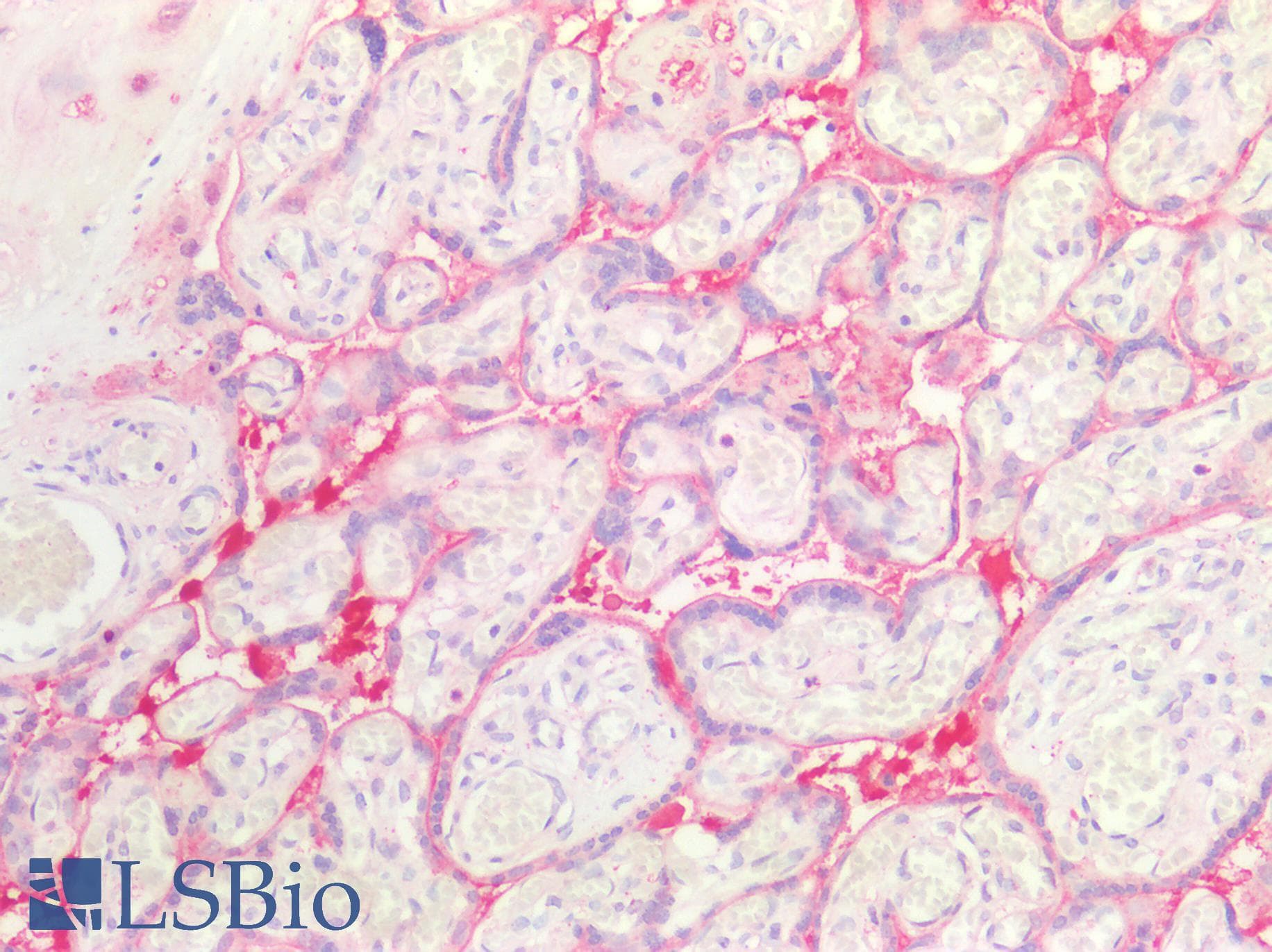 PathPlus™ Polyclonal Rabbit anti-Mouse ANXA1 / Annexin A1 Antibody (aa2 - 346, IHC, WB)