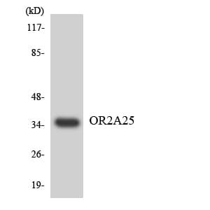 OR2A25 Antibody (aa224-273)