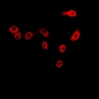 MSN / Moesin Antibody