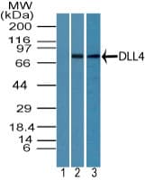 Polyclonal Rabbit anti-Human DLL4 Antibody (aa550-600, WB)