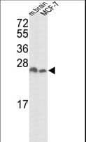 YWHAZ / 14-3-3 Zeta Antibody (aa216-245)