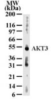IHC-plus™ Monoclonal Mouse anti-Human AKT3 Antibody (clone 66C1247.1, aa119-136, IHC, WB)