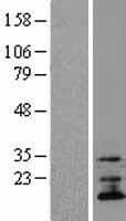 TMEM70 Protein (Over-Expression Lysate Myc-DDK (Flag))