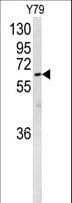 Polyclonal Rabbit anti-Human NEURL1 / NEURL Antibody (aa158-186, IHC, WB)