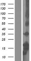 Human DEFB103A / BD-3 Protein (Over-Expression Lysate)