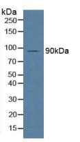 MPEG1 Antibody (aa313-580, APC)