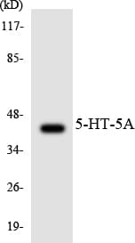 HTR5A / 5-HT5A Receptor Antibody (aa192-241)