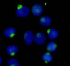 RANBPM Antibody