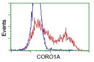 Monoclonal Mouse anti-Human CORO1A / Coronin 1a Antibody (clone OTI1A5, IF, WB)