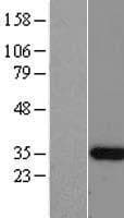 C12orf60 Protein (Over-Expression Lysate Myc-DDK (Flag))