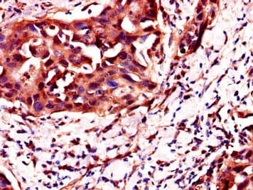 C4orf26 Antibody