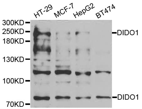 DATF1 / DIDO1 Antibody