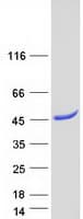 Human PNMA1 / MA1 Protein (Recombinant Myc-DDK (Flag))