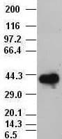 SOX17 Antibody (clone OTI2F9)