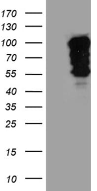 SH3BP1 Antibody (clone OTI2F4)