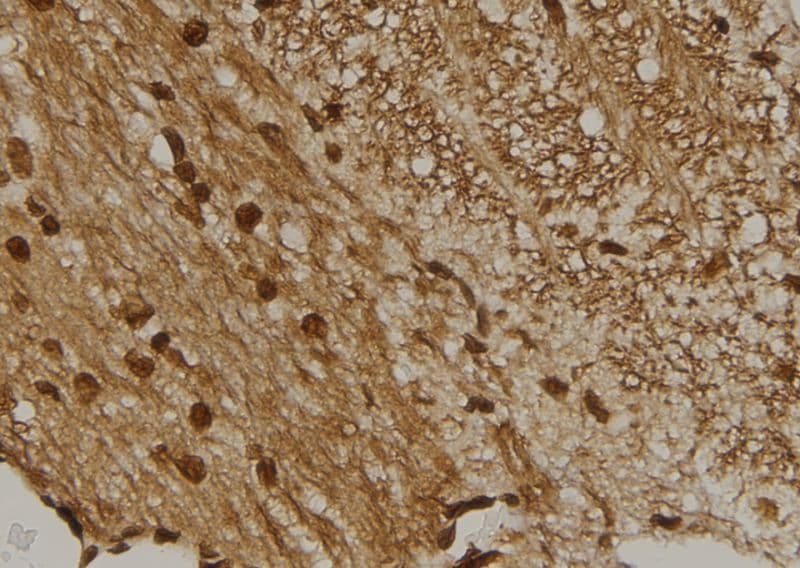 CENPM Antibody